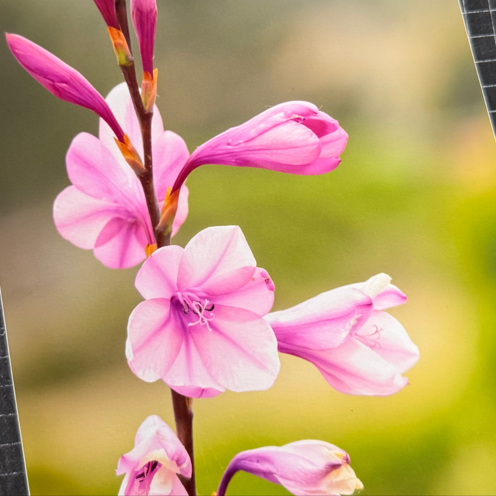 Papel Felix Schoeller Smooth 200grs / Mate