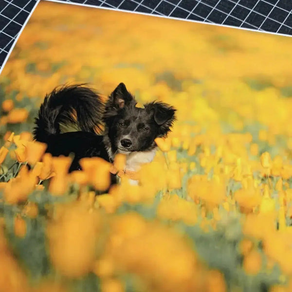 Fotografía de mascota en campo de flores, impresa en papel Smooth mate