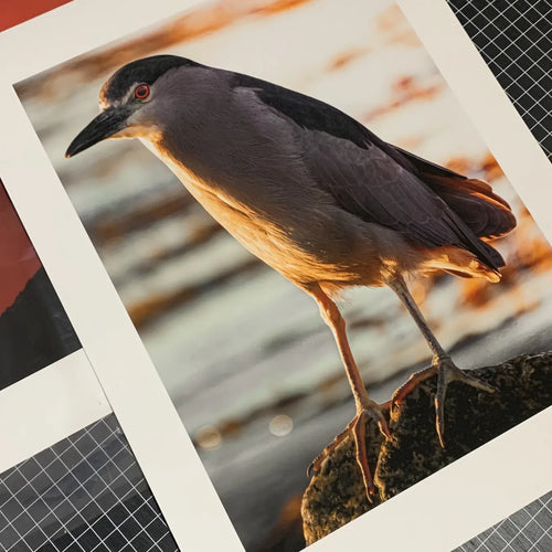 Papel Canson Etching Rag 310g con print de pájaro en detalle textura suave de algodón