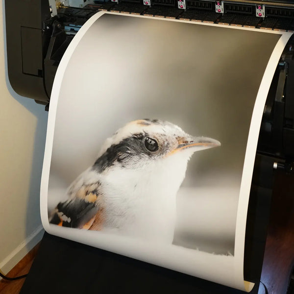 Retrato de pájaro en tonos suaves sobre papel fine art mate Canson Etching Rag 310g