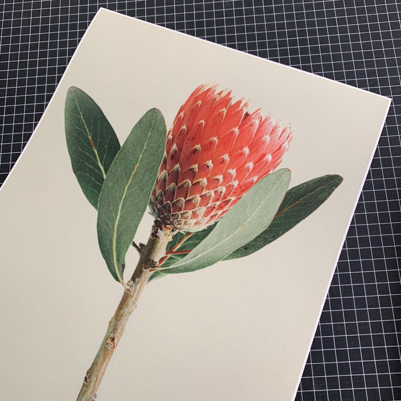 Papel Canson Edition Etching Rag 310grs / Mate grano fino 100% algodón
