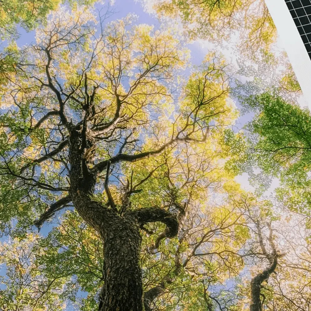 Papel Felix Schoeller Baryta 310g | Semi brillo baritado Fine Art La Tinta Fine Art Print