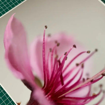 Papel Felix Schoeller Baryta 310g | Semi brillo baritado Fine Art La Tinta Fine Art Print