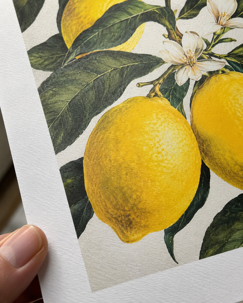 Detalle de una ilustración botánica de limones sobre papel texturado